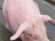 Clip Eva - Đi câu cá, người đàn ông bắt được thứ khó tin