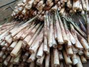 Tiêu dùng - Cây dại mọc bờ bụi nay thành đặc sản có hương vị lạ, càng ăn càng mê, 80.000 đồng/kg