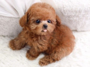 Lifestyle - 6 giống chó cảnh mini siêu dễ thương: Có con chỉ nặng 1,5kg, nằm gọn trong lòng bàn tay