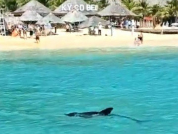 Du khách thích thú cảnh cá heo bơi lượn tung tăng dưới mặt nước