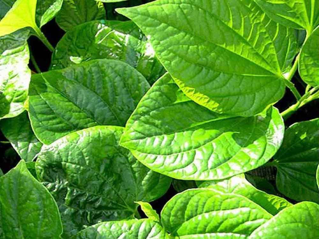 2 loại rau ít tắm'' thuốc trừ sâu, cái số 1 không cần chăm cũng lớn
