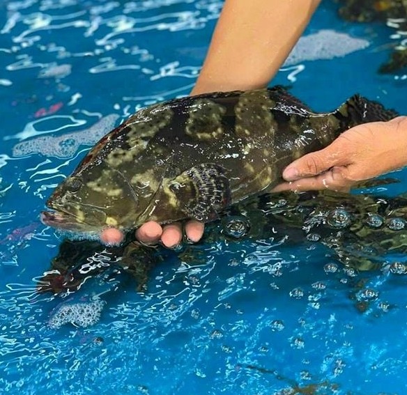 Cá mú trân châu có ở vùng biển miền Trung, mấy năm nay được người dân ươm giống và nuôi rộng rãi để bán ra thị trường