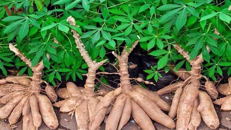 Vì sao 6 loại rau này phải được nấu chín nếu không sẽ gây nhiễm độc? Đây là lý do - 2