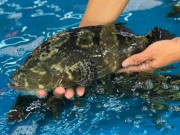 Lifestyle - Đặc sản xưa không ai biết giờ nổi tiếng khắp nơi, giá đắt đỏ vẫn được "ưa chuộng"