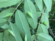 Tiêu dùng - Đặc sản chỉ có ở Tây Nguyên, xưa nhiều vô kể nay được dân thành phố "săn lùng", 200.000 đồng/kg