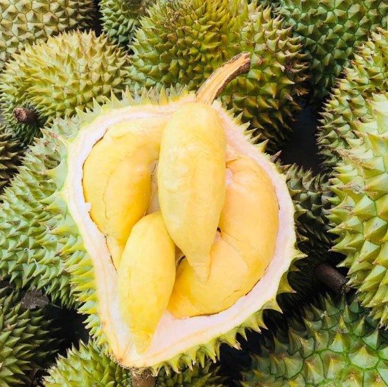 Sầu riêng được mệnh danh là vua của các loại quả, có giá trị dinh dưỡng cao và mang về thu nhập khủng cho nhiều hộ nông dân