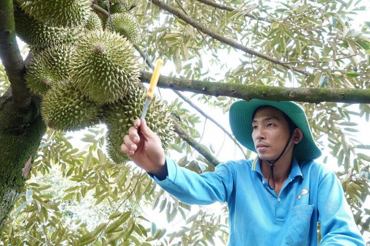 Anh Tuyễn trong vườn nhà trồng đa dạng các giống sầu riêng.
