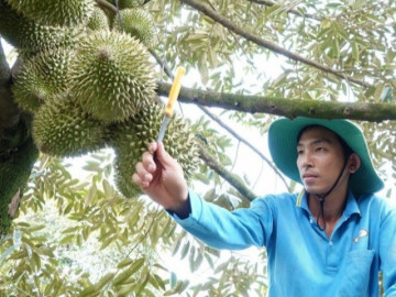 Nghề lạ ở Việt Nam: Chàng thạc sĩ cất bằng về quê trồng vua của các loại quả, kiếm tiền tỷ nhờ bí quyết vàng