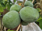 Lifestyle - Loại quả xưa không ai biết, nay thành đặc sản nổi tiếng có hương vị lạ lẫm, giá đắt đỏ