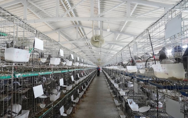 Trang trại bồ cầu Pháp tiền tỷ của nông dân Nguyễn Ngọc Thảnh.