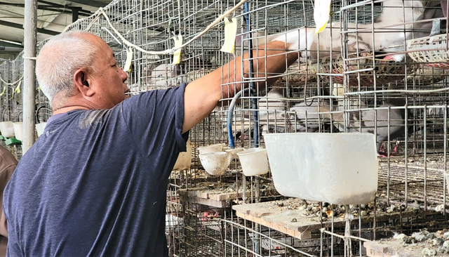 Nuôi loại chim đẻ sòn sòn, anh nông dân Hải Dương có doanh thu nửa tỷ/năm. Ảnh: Báo Dân Việt.