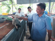 Tin tức - Anh nông dân "giàu to" nhờ nuôi loài vật hoang dã, thích ăn chuối, thanh long