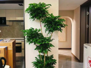 Nhà đẹp - 4 lý do khiến cây hạnh phúc bị nhiều người liệt vào “danh sách đen”