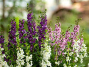 Nhà đẹp - Loài hoa này nở quanh năm, mang hương thơm dịu ngọt, trồng một khóm là nhân lên cả vườn