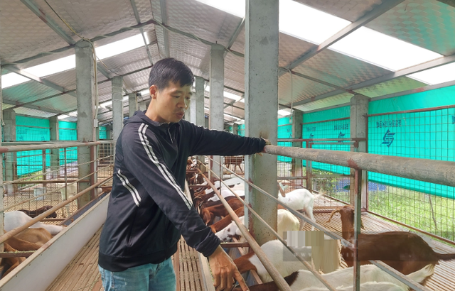 Anh nông dân Phạm Trung Hiếu bên trang trại dê boer