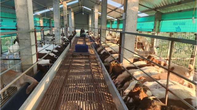 Trang trại nuôi dê của anh nông dân Phạm Trung Hiếu ở xã Mỹ Đức, huyện An Lão, thành phố Hải Phòng. Ảnh: Đinh Mười.