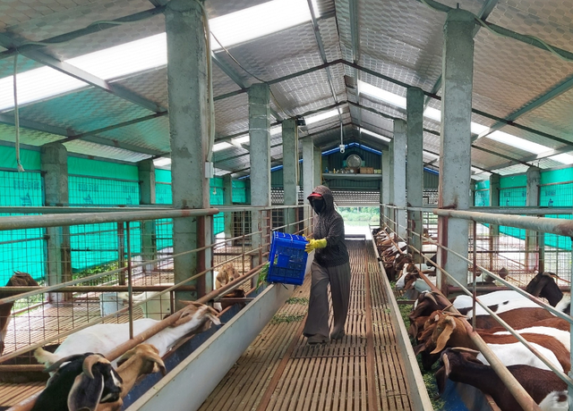 Trang trại dê boer vừa ăn cỏ vừa nghe nhạc của anh nông dân Phạm Trung Hiếu.