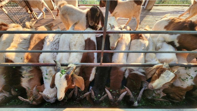 Dê boer tăng trưởng nhanh và cho lượng thịt nhiều hơn dê cỏ. Ảnh: Đinh Mười.