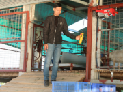 Tin tức - Anh nông dân bỏ phố về quê nuôi con thích nghe nhạc, thu lãi hàng trăm triệu đồng/năm