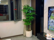 Nhà đẹp - Tại sao có "cho tiền" nhiều người cũng không muốn trồng cây kim ngân trong nhà? Đây là 3 lý do