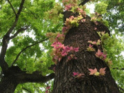 Lifestyle - Cây dại xưa không ai biết đến, giờ thành đặc sản có hương vị lạ nổi tiếng ở Lạng Sơn, càng ăn càng mê