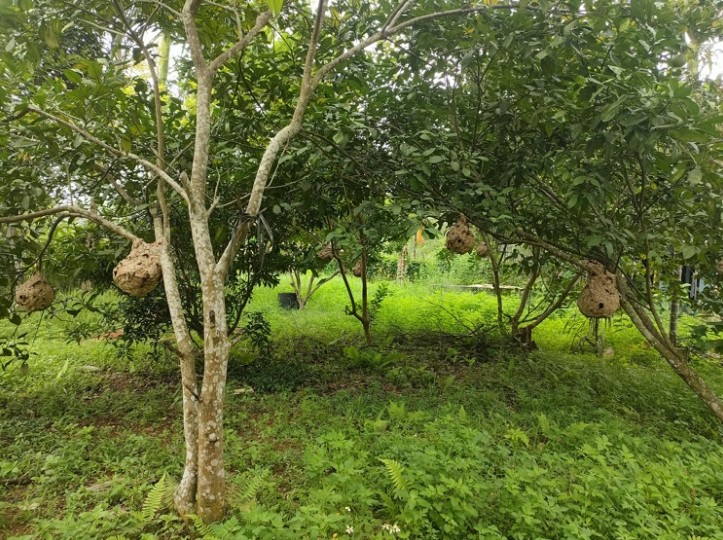 Trung bình mỗi năm anh Thế Anh nuôi từ 80-100 tổ ong vò vẽ để lấy nhộng bán.