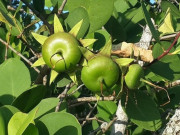 Tiêu dùng - Loại quả xưa rụng đầy nay thành đặc sản có hương vị lạ, giá 180.000 đồng/kg còn được xuất khẩu