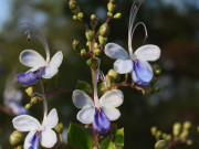 Nhà đẹp - Loài hoa dại trông giống như cánh bướm nay "lên đời" làm cây cảnh, sẽ nở quanh năm nếu đủ nắng