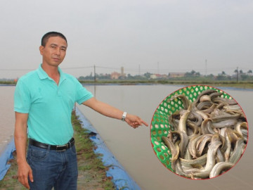 Nghề lạ ở Việt Nam: Bỏ việc lương cao về nuôi con hiền như cục đất, anh nông dân nhẹ nhàng đút túi 10 tỷ đồng