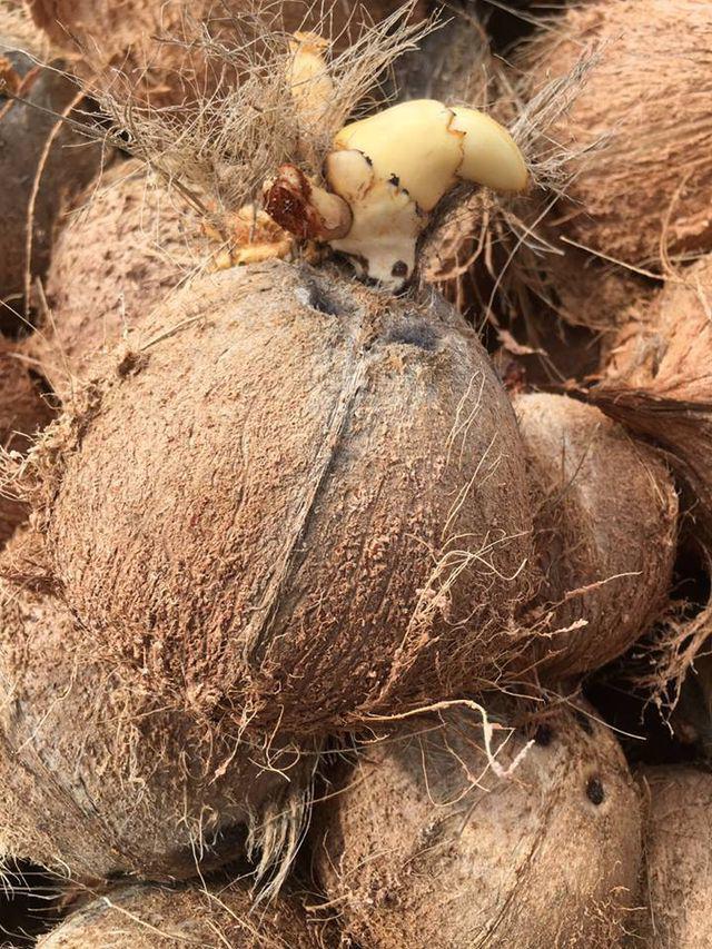 Thứ xưa nhà nghèo ăn đến chán ngán nay thành đặc sản, người thành phố ưa chuộng vì hương vị lạ, giá đắt đỏ - 1