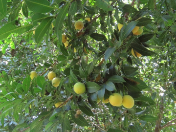 Loại quả xưa rụng đầy không ai ngó ngàng, nay thành đặc sản mùa hè có hương vị lạ lẫm, 180.000 đồng/kg