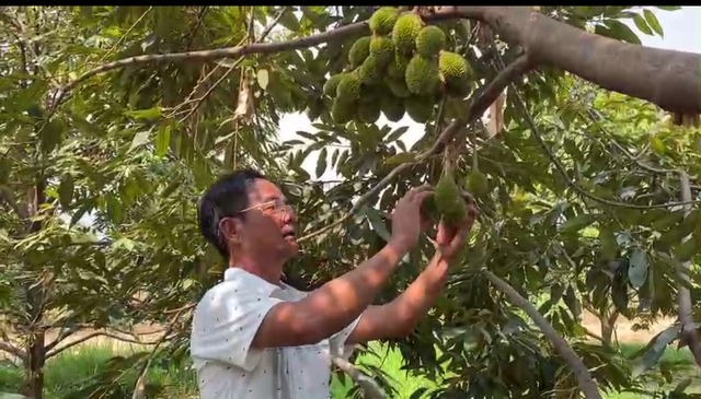 Ông Sâm gây dựng nên vườn sầu riêng tiền tỷ trên mảnh đất cằn cỗi.