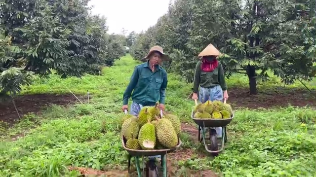 Những trái sầu riêng chín rụng dưới gốc để phục vụ các tín đồ sầu riêng.