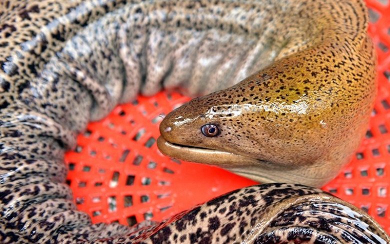 Cá chình từng là sản vật tiến vua, giờ đây được người thành phố săn lùng 