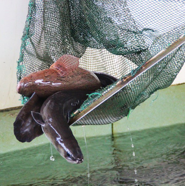 Đặc sản nổi tiếng ở Kiên Giang có tên rất lạ, xưa không ai ăn nay dân thành phố amp;#34;săn lùngamp;#34;, 500.000 đồng/kg - 2