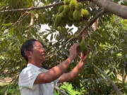 Tin tức - Người đàn ông “gàn” bỏ phố lên rừng trồng sầu riêng, thu chục tỷ đồng mỗi năm