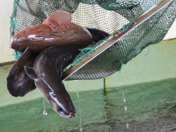 Đặc sản nổi tiếng ở Kiên Giang có tên rất lạ, xưa không ai ăn nay dân thành phố săn lùng, 500.000 đồng/kg