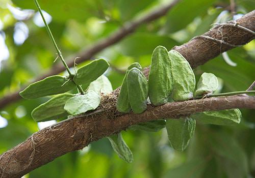 Trái mỏ quạ Phú Quốc dùng để ngâm rượu, hình dáng khác với mỏ quạ ở miền Tây.