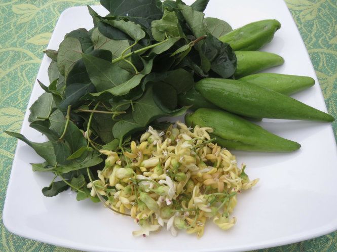Cả lá, đọt non, hoa và quả của cây mỏ quạ đều có thế làm thành những món ăn dân dã vừa ngon vừa lạ miệng.