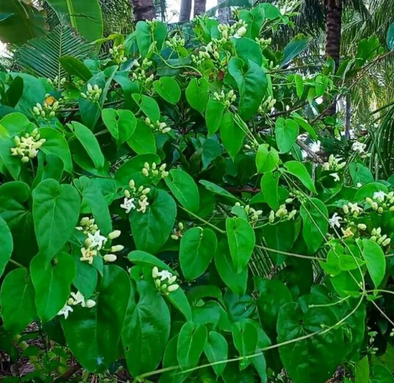 Dây mỏ quạ mọc mọc hoang ở góc vườn, ngoài hàng rào hay bụi rậm… 