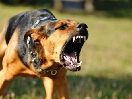 10 người ở Hà Nội bị chó dại cắn