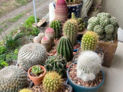 Nhà đẹp - Tại sao ngày càng nhiều người cho cây xương rồng vào “danh sách đen”? Đây là 5 lý do