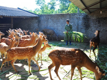 Nuôi con hiền lành, có bộ phận quý như vàng, ông nông dân lãi 1 tỷ đồng/năm