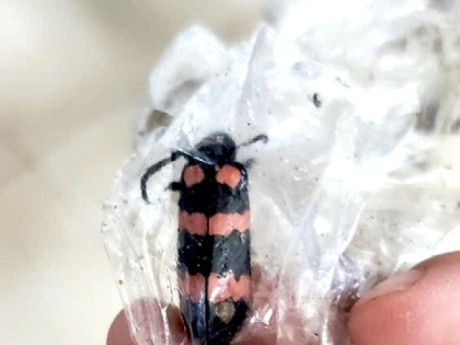 Nam thanh niên tử vong sau khi ăn 10 con sâu "tăng cường sinh lý"