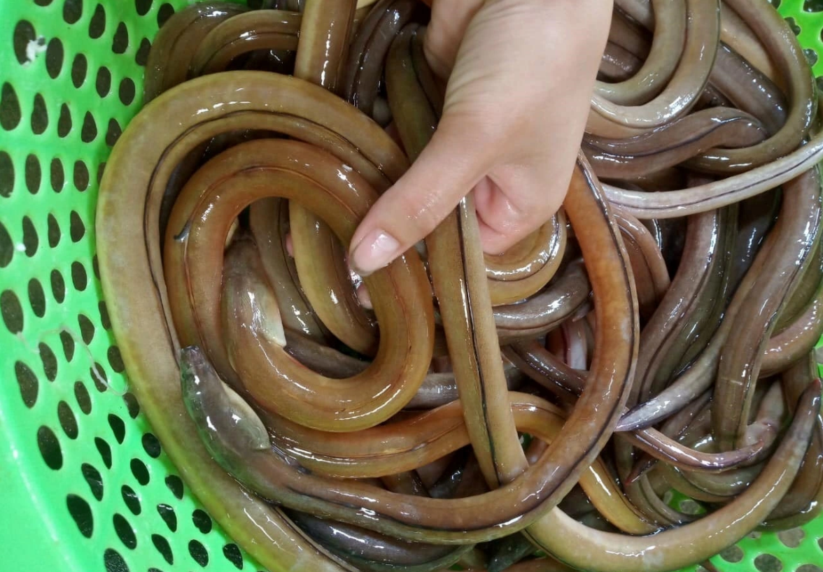 Nhệch là loài cá không chân không vây, vẻ ngoài kém hấp dẫn nhưng chế biến được thành nhiều món ngon… Ảnh: Ninh Anna