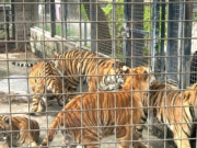 Lifestyle - Bất ngờ lý do khu du lịch Vườn Xoài nuôi nhốt mèo chung với hổ