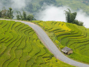 Lifestyle - Cung đường ở Lào Cai mùa lúa chín gây sốt, khách ngỡ "chốn bồng lai"