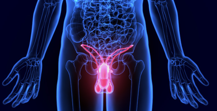 Mô phỏng cấu trúc của hệ thống sinh sản nam.