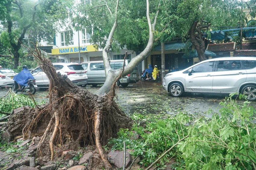 Bão số 3 gây gió giật mạnh, mưa lớn làm đổ cây tại Hà Nội. Ảnh: PHI HÙNG