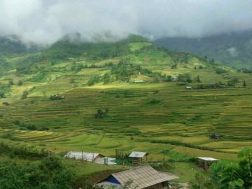 Mùa vàng Mù Cang Chải, Hoàng Su Phì không bị ảnh hưởng bởi bão lũ